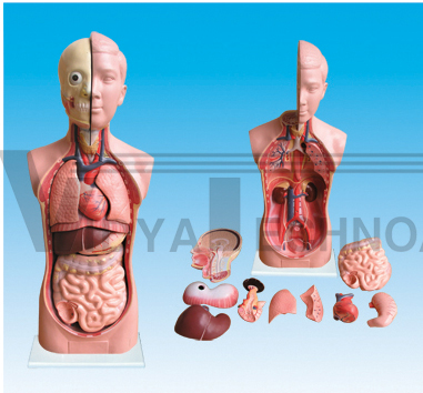 The model of human torso